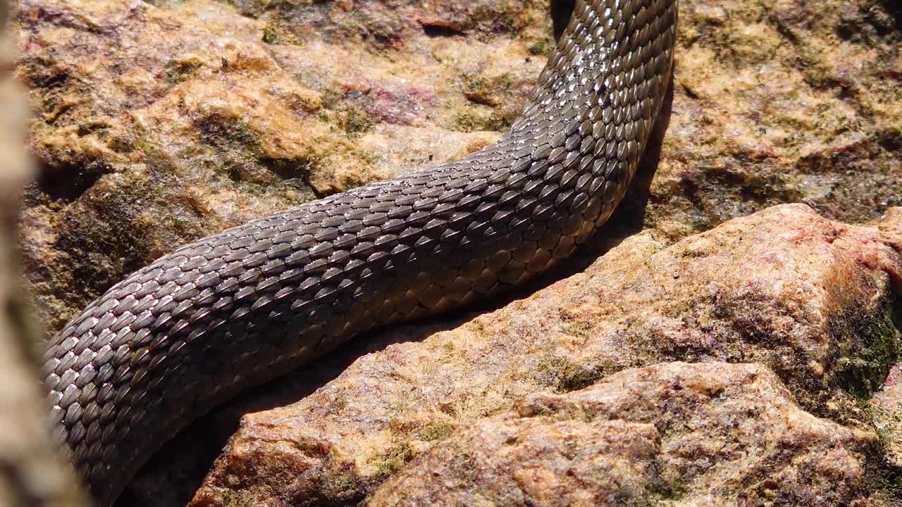 骰子蛇(Natrix tessellata)躺在一块石头上，哈兹贝河口，乌克兰视频下载