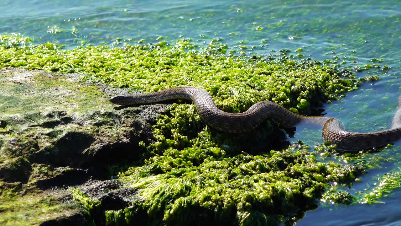 骰子蛇(Natrix tessellata)躺在一块绿藻的石头上，乌克兰哈日贝河口视频下载