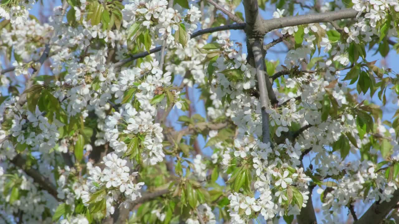 春天的大自然，树枝、果实被风慢慢地吹动。早春时节盛开着白色花朵的美丽树枝。唤醒自然。绿色环境理念。放松浪漫绽放的背景视频素材