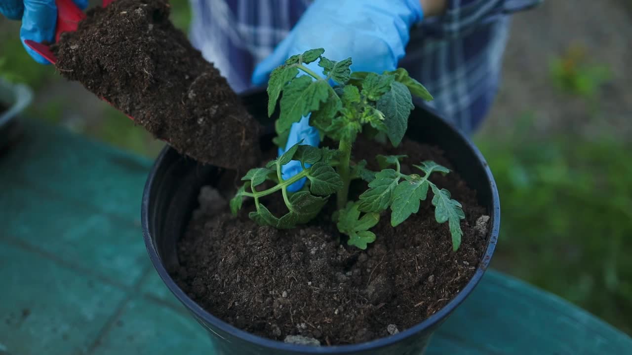 盆栽种植番茄苗。塑料容器种植番茄苗。小番茄幼苗。在窗户上种菜。视频素材