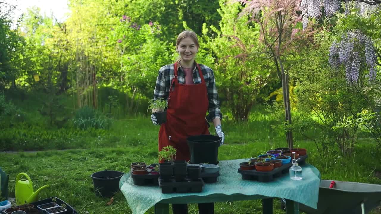 快乐的女园丁在镜头前微笑着拿着一棵绿色的幼苗在土壤中生长，同时在花园商店播种番茄视频素材