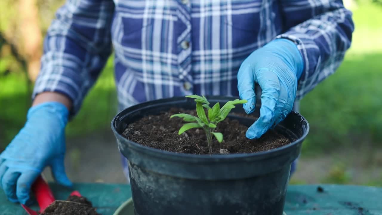 一名妇女在后院将番茄移栽到一个新的花盆里视频素材