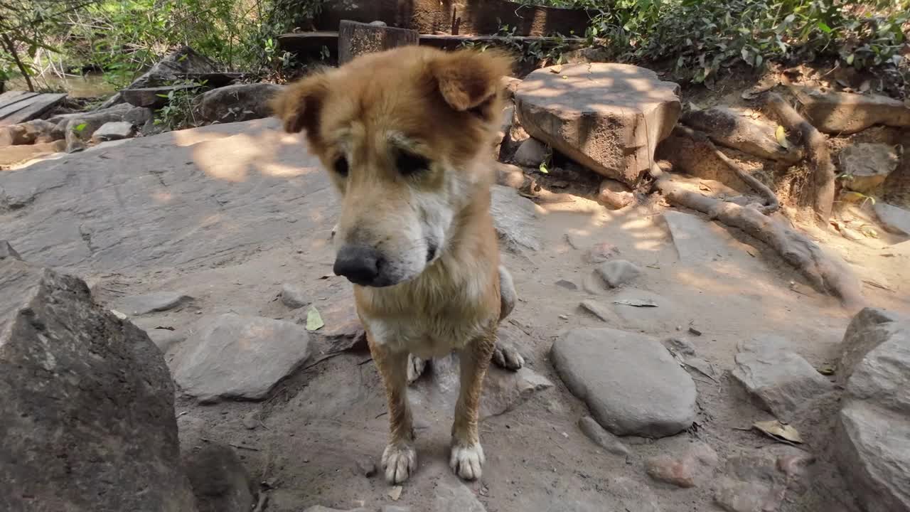 狗视频下载