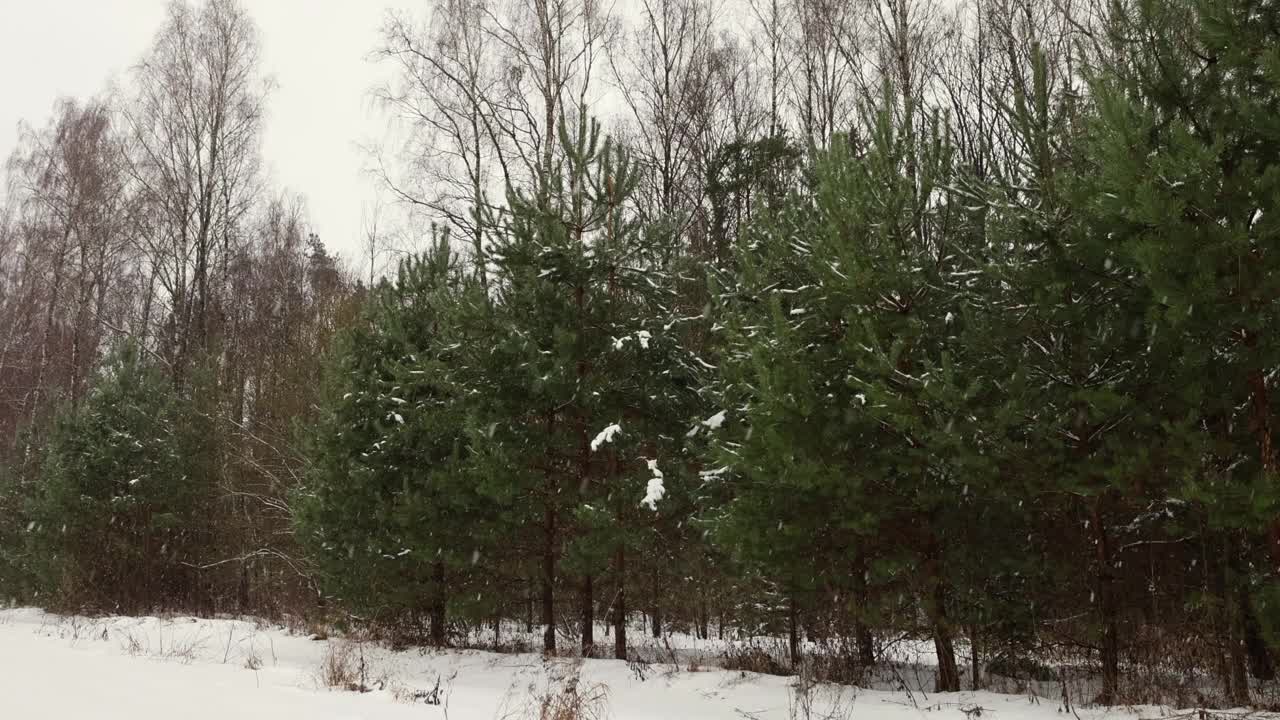 冬天下雪时的树木视频素材