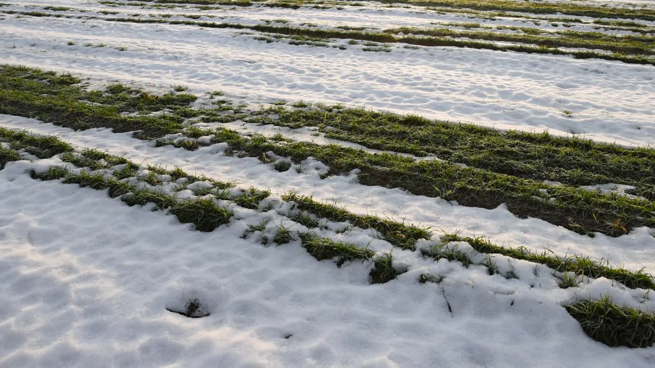 白雪覆盖的绿色小麦芽，近距离看视频素材