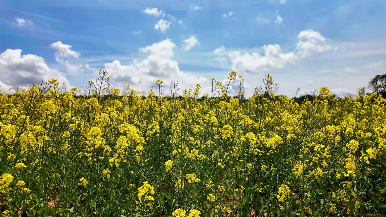 美丽的风景黄野花随风摇曳，蓝天白云，4K视频素材