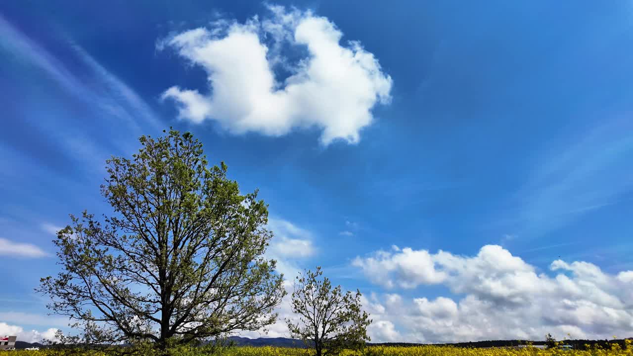 美丽的全景，树，黄田，云的风景景观，4K视频下载