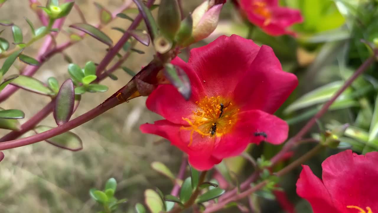 马齿苋翅荚马齿苋花和叶与臭黑蚂蚁啜饮花蜜。黑蚂蚁被压碎后会有臭味视频素材