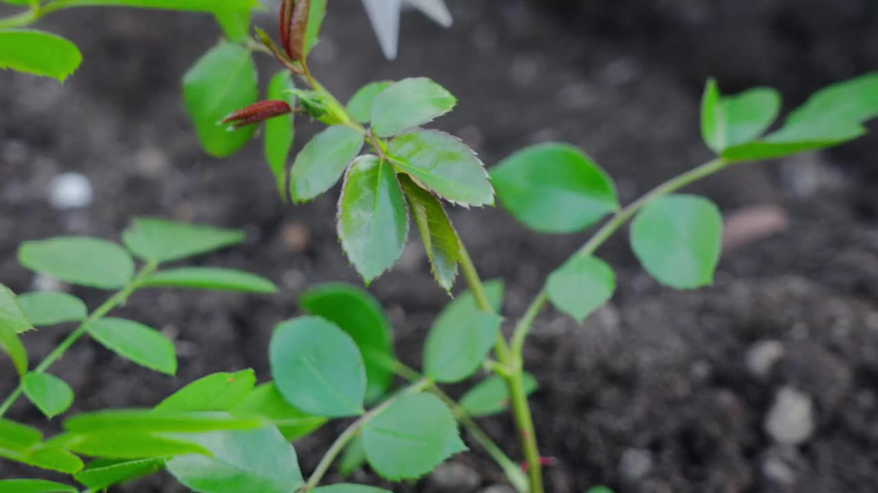 春季季节性园艺工作。种植玫瑰。一个园丁的手用剪刀剪掉一朵未开花的玫瑰花蕾，以便新移植的玫瑰会长得更好。慢动作50fps 4k视频。视频素材