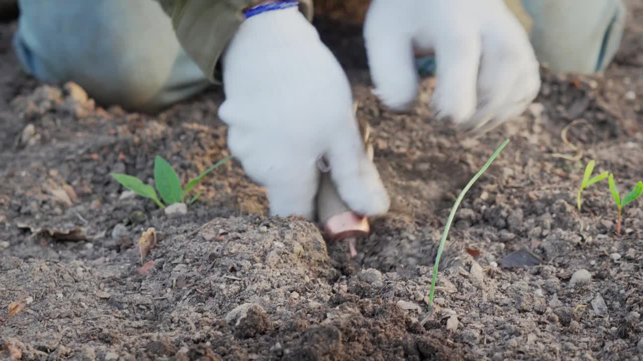 春季季节性园艺工作。一个园丁用园艺工具清理床土杂草的特写镜头。慢动作50fps 4k视频。视频素材