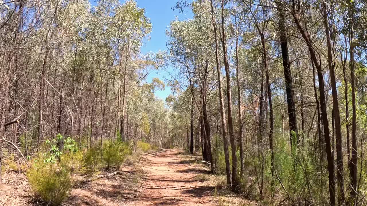 穿越树林小径的旅程视频素材