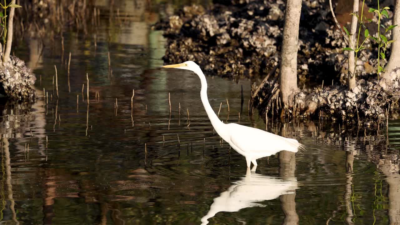 白鹭涉水穿过沼泽地视频素材