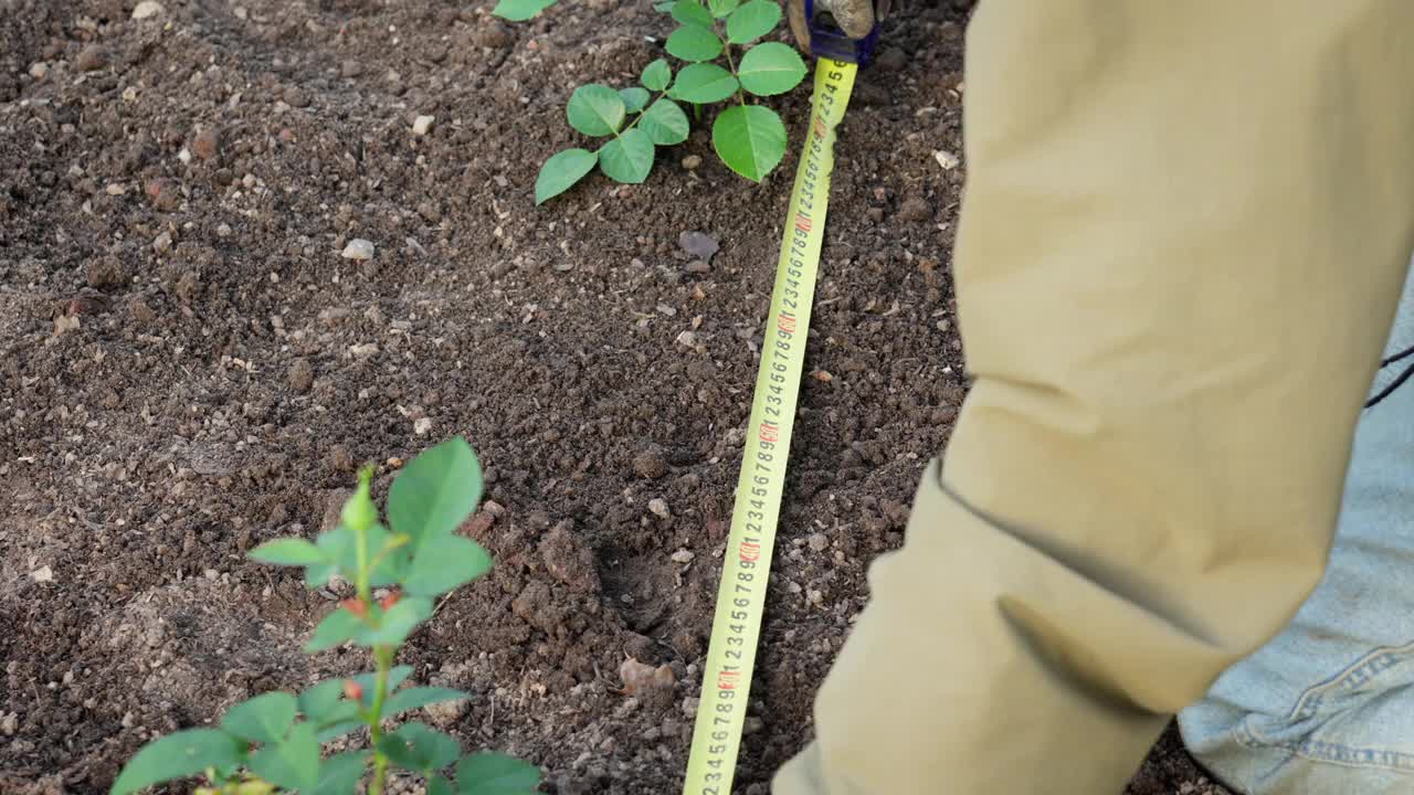 春季季节性园艺工作。种植玫瑰。一个园丁的手用卷尺测量新种植的玫瑰丛之间的距离。慢动作50fps 4k视频。视频素材