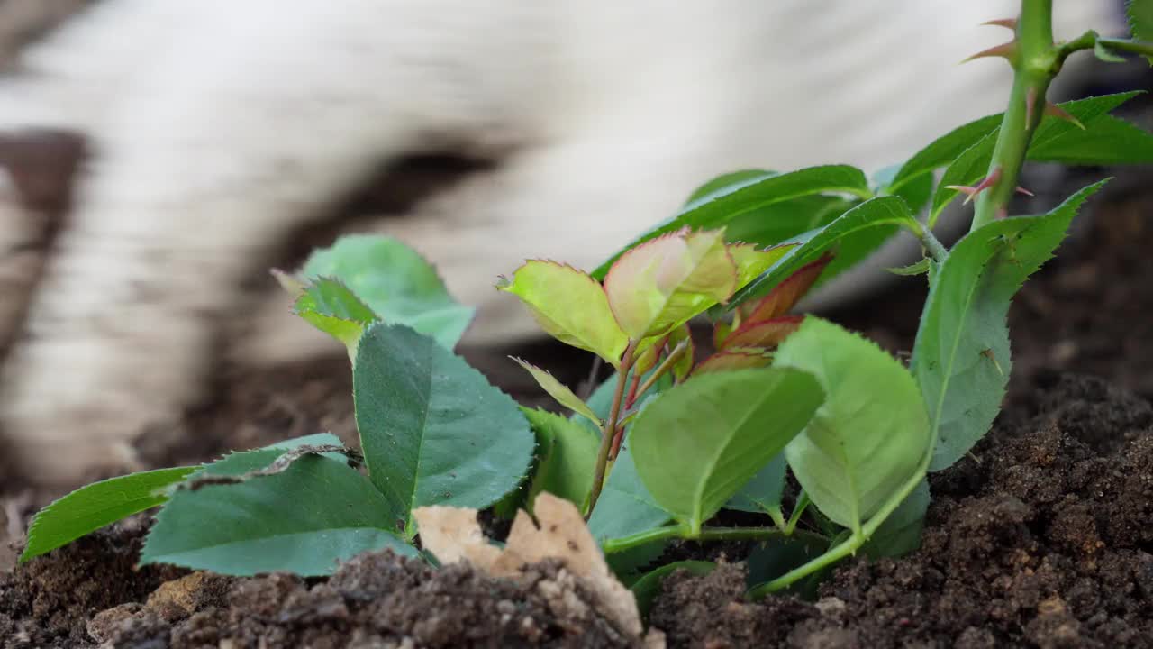 春季季节性园艺工作。种植玫瑰。一个园丁的手正在整理新种植的玫瑰和周围的土壤。慢动作50fps 4k视频。视频素材