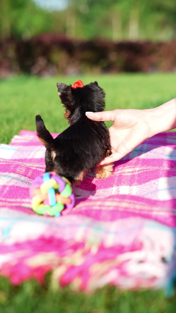 约克夏小猎犬坐在绿草地上。毛茸茸的，可爱的狗看着镜头。家养宠物视频素材