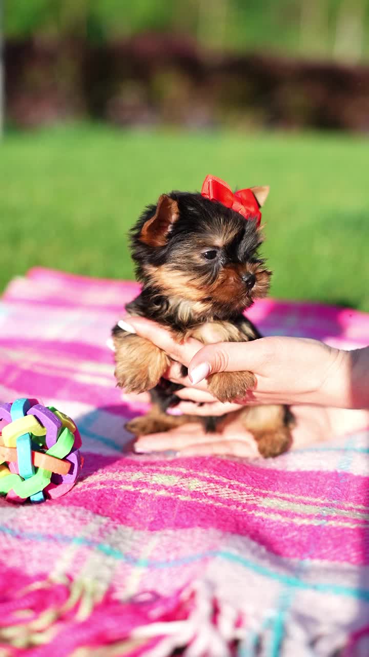 约克夏小猎犬坐在绿草地上。毛茸茸的，可爱的狗看着镜头。家养宠物视频素材