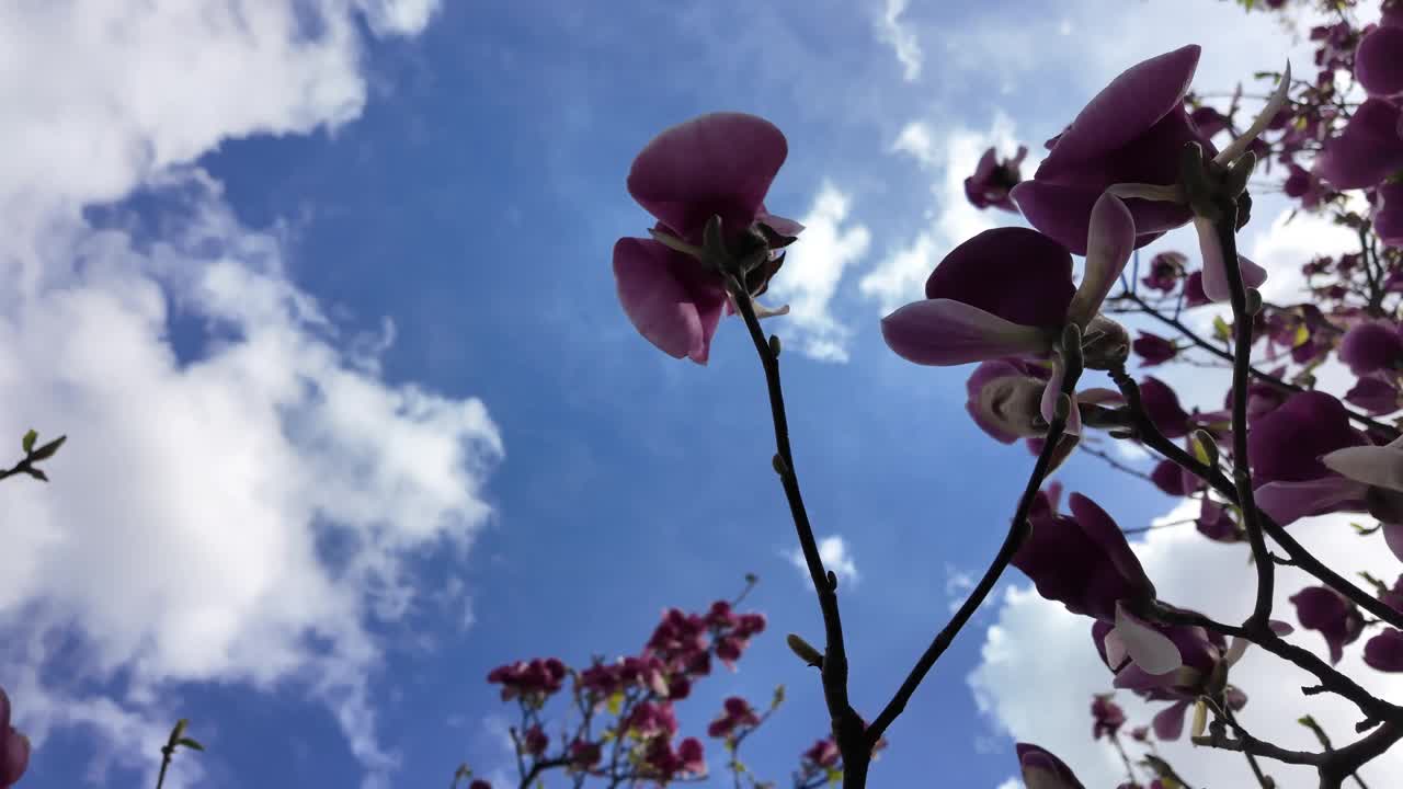 在清晰的焦点上醒目的木兰花，与蓬松的云和清澈的蓝天形成对比视频素材