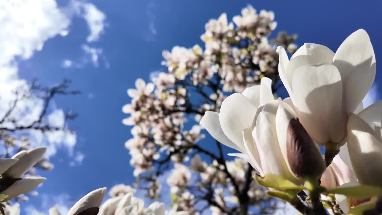 阳光下的玉兰花映着蓝天视频素材