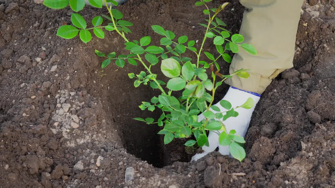 春季季节性园艺工作。种植玫瑰。一个园丁的手在土壤中种植玫瑰花丛的特写。自顶向下视图。慢动作50fps 4k视频。视频素材