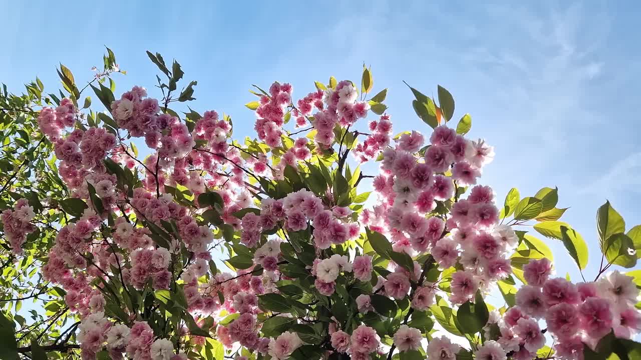 樱花开花。美丽的粉红色樱花视频素材