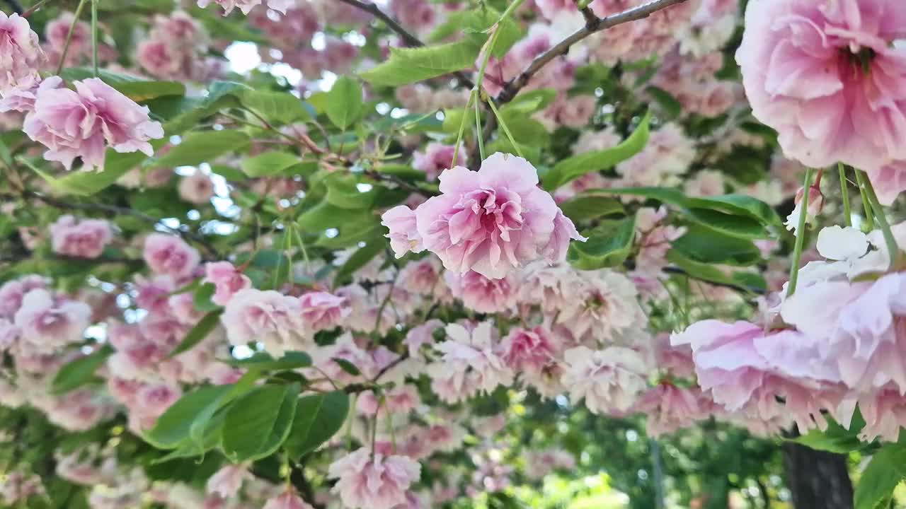 樱花开花。美丽的粉红色樱花视频素材