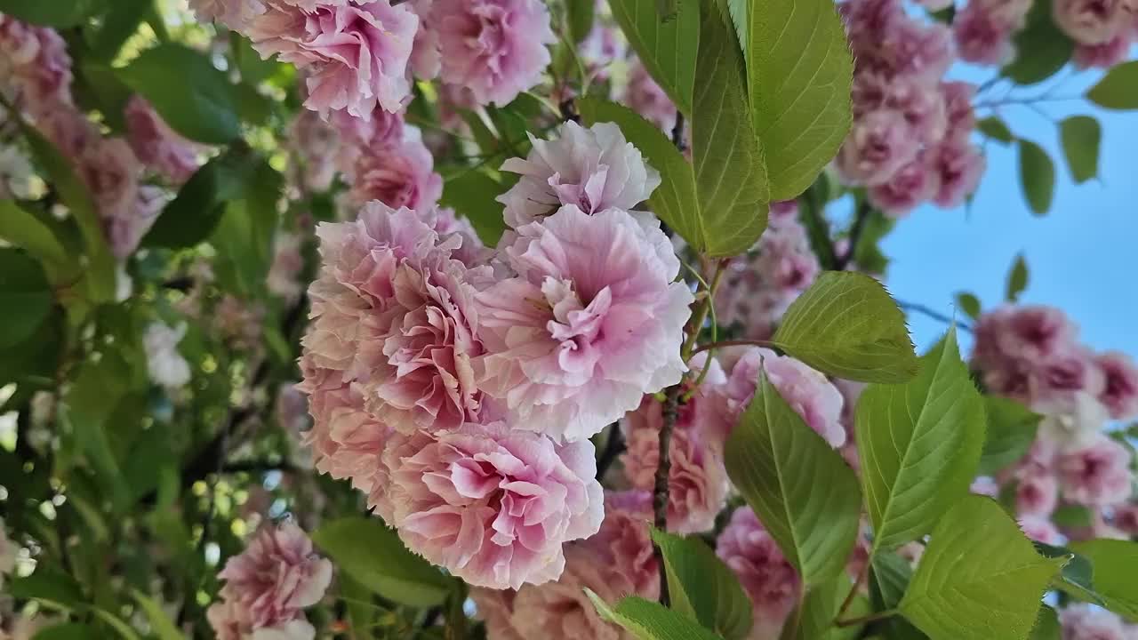 樱花开花。美丽的粉红色樱花视频素材