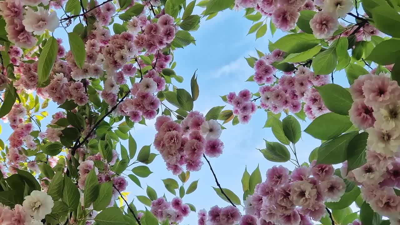 樱花开花。美丽的粉红色樱花视频素材