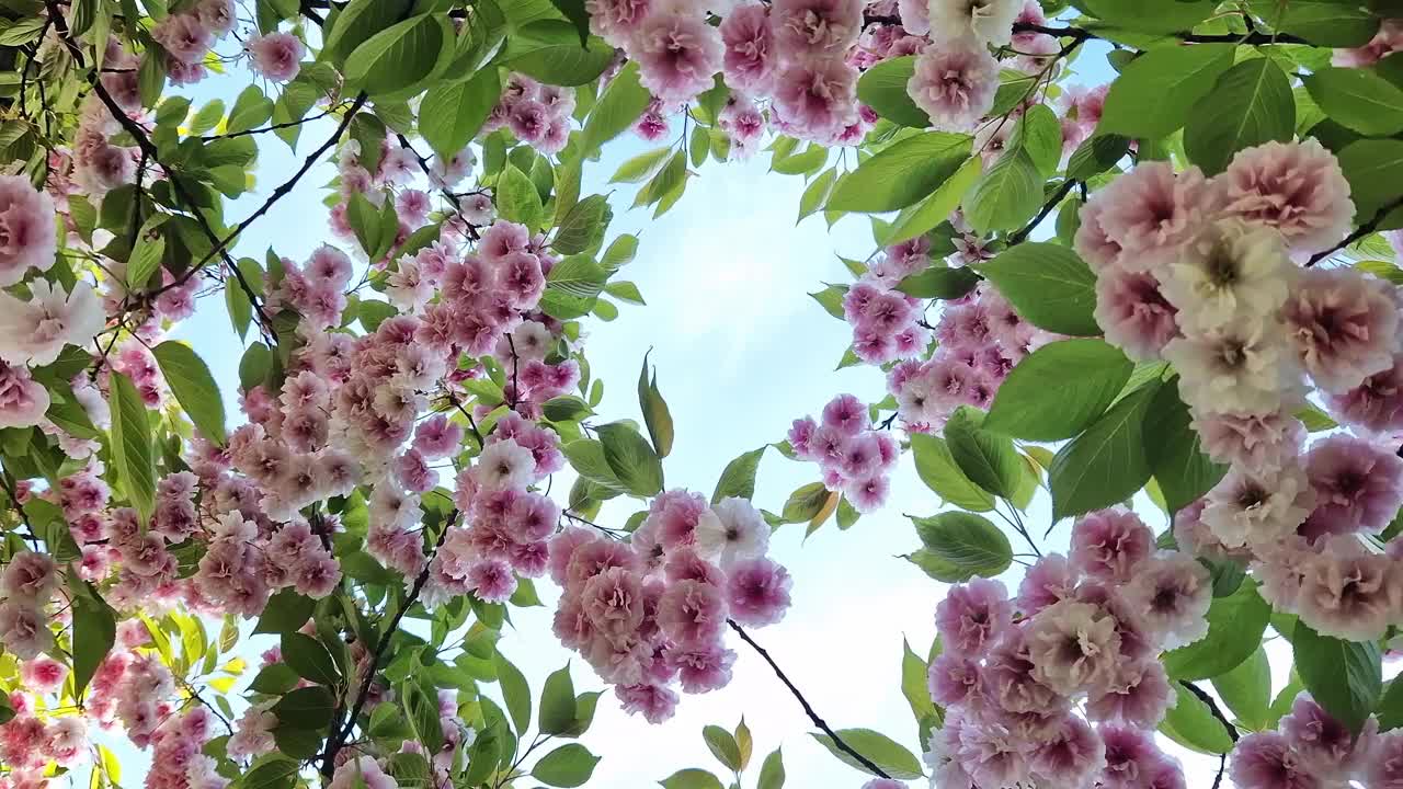 樱花开花。美丽的粉红色樱花视频素材