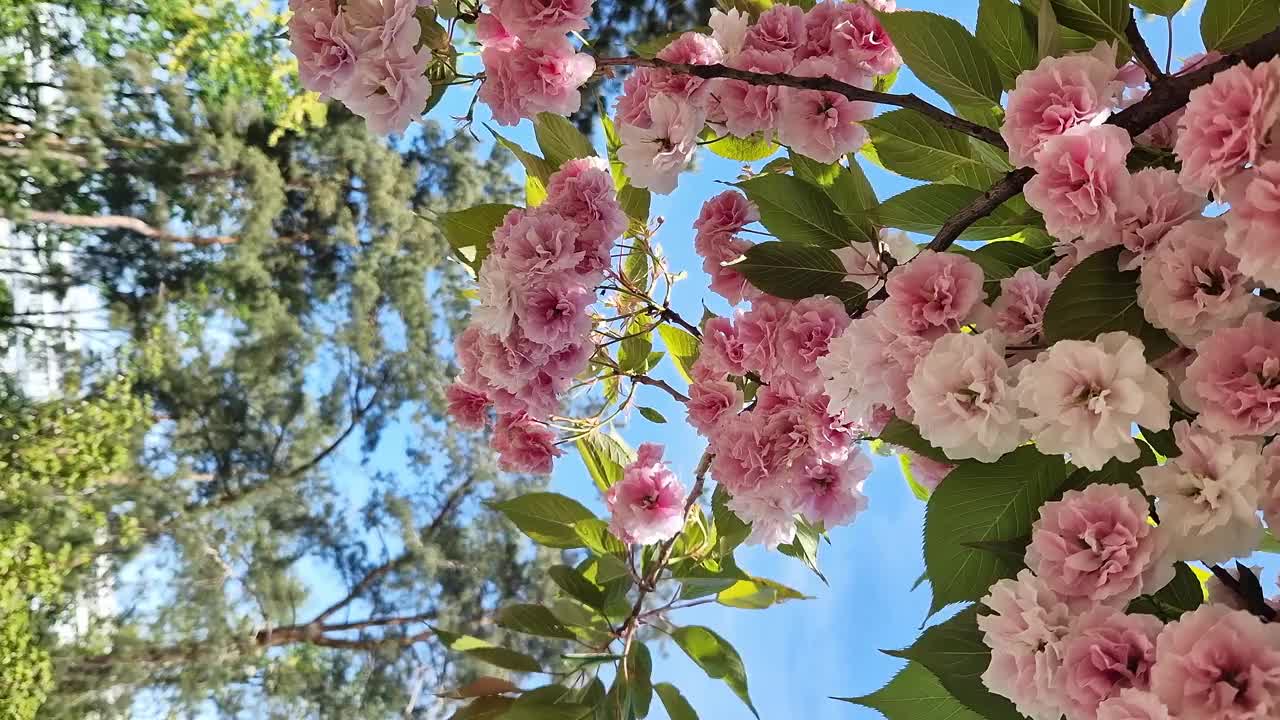 樱花开花。美丽的粉红色樱花视频素材