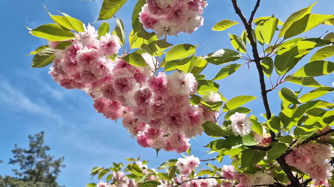 樱花开花。美丽的粉红色樱花视频素材