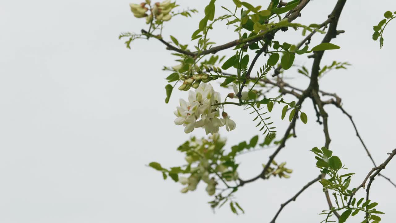 美丽的刺槐(Robinia pseudoacacia)花在风中摇曳的特写镜头，背景是雾蒙蒙的白色天空视频下载