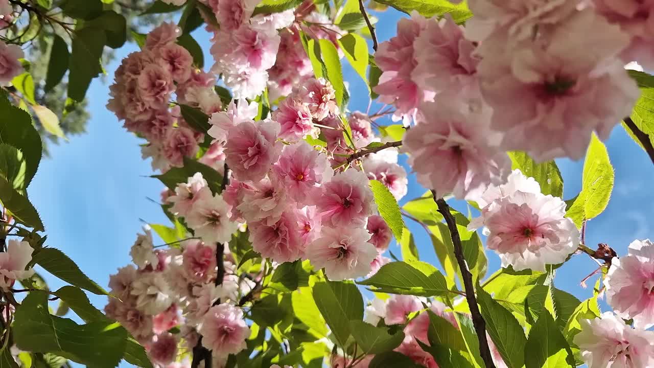 樱花开花。美丽的粉红色樱花视频素材