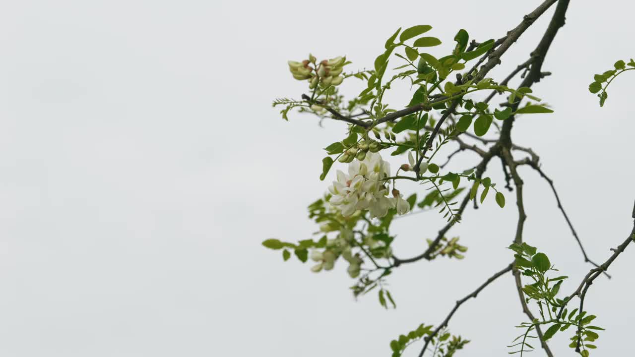 美丽的刺槐(Robinia pseudoacacia)花在风中摇曳的特写镜头，背景是雾蒙蒙的白色天空视频下载