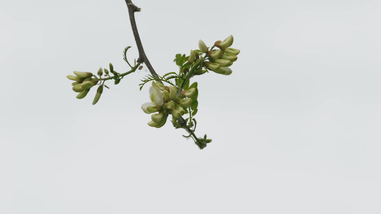 美丽的刺槐(Robinia pseudoacacia)花在风中摇曳的特写镜头，背景是雾蒙蒙的白色天空视频下载