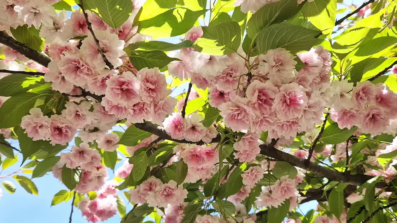 樱花开花。美丽的粉红色樱花视频素材