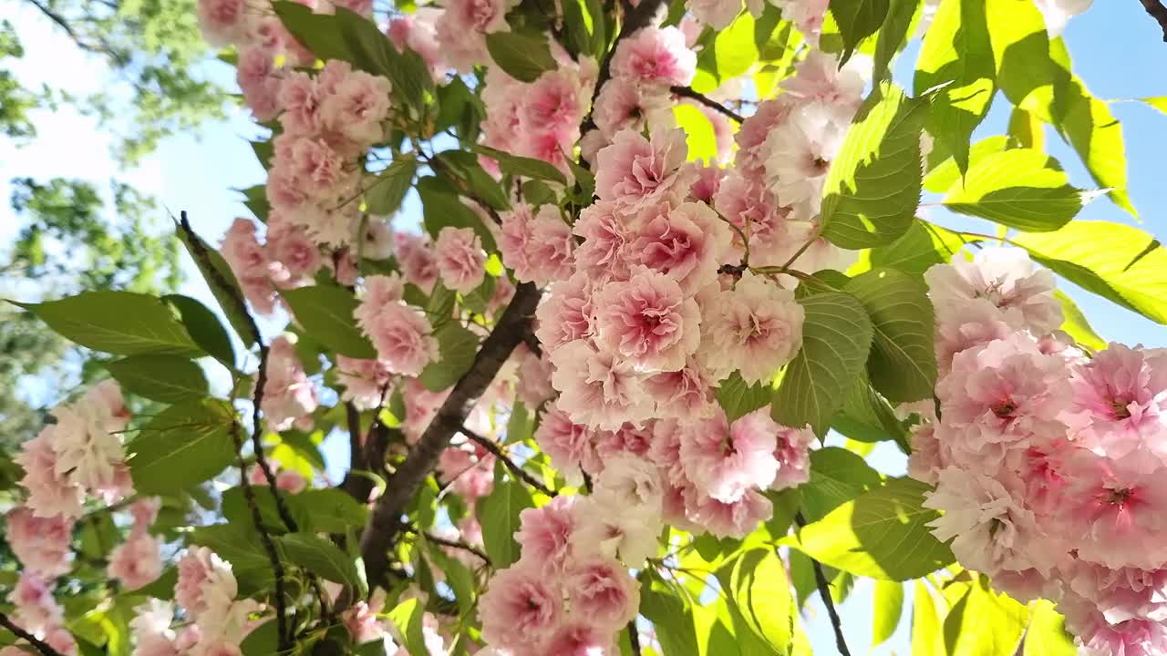 樱花开花。美丽的粉红色樱花视频素材