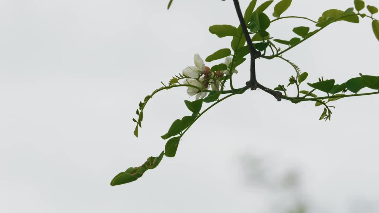 美丽的刺槐(Robinia pseudoacacia)花在风中摇曳的特写镜头，背景是雾蒙蒙的白色天空视频下载