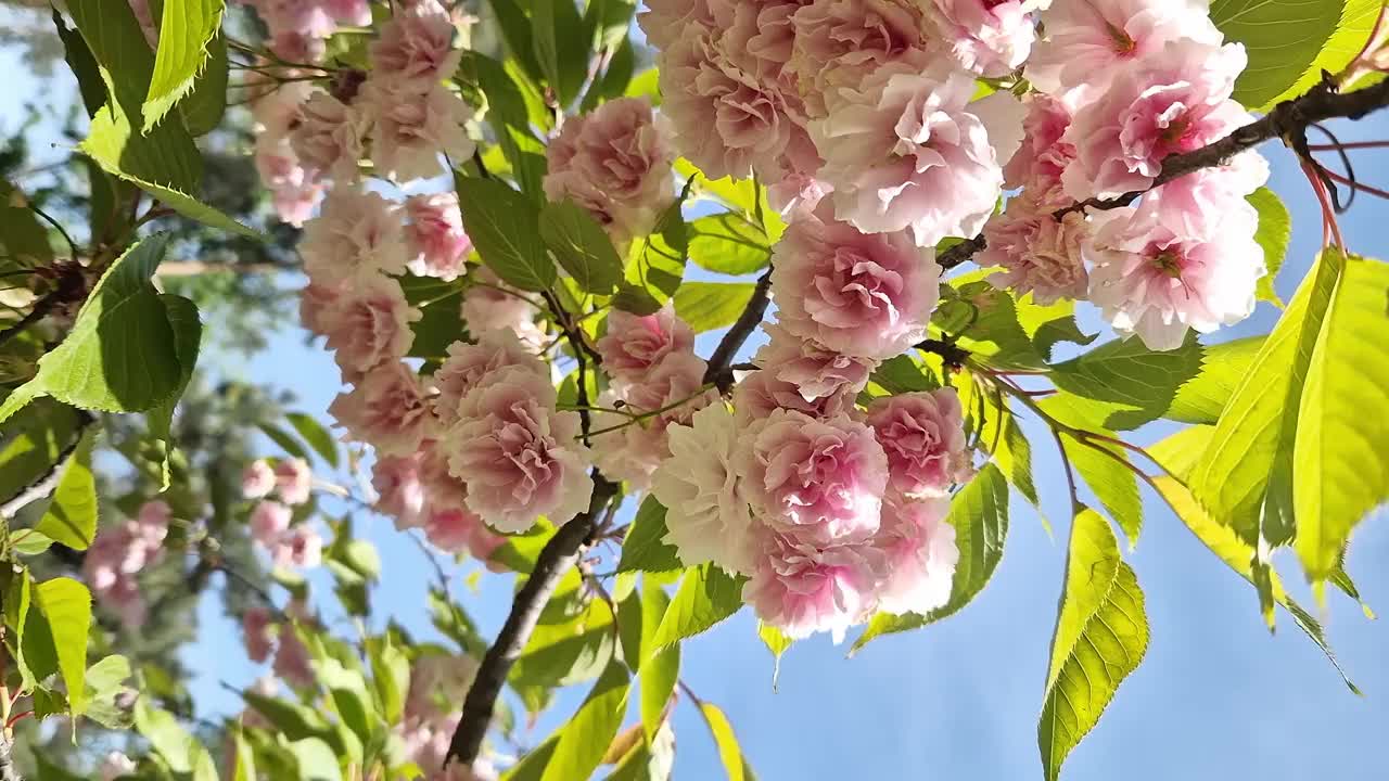 樱花开花。美丽的粉红色樱花视频素材