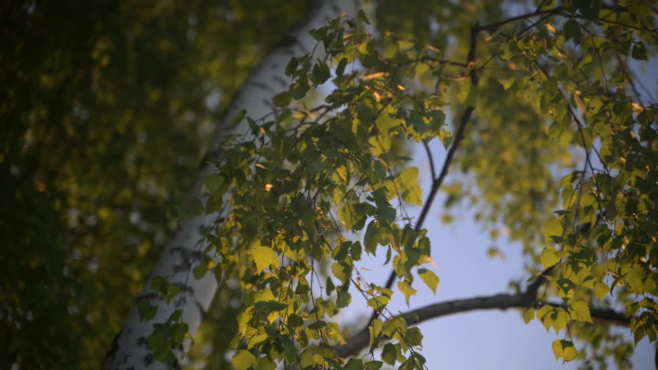 阳光下的白桦树叶。视频下载