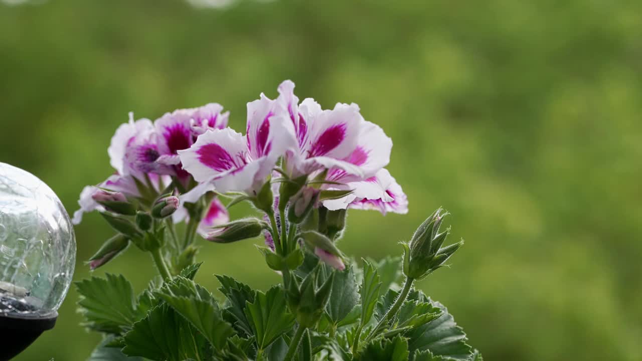 窗边花盆里盛开的花朵的特写，展示了陆生植物艺术作品的美丽和复杂视频下载