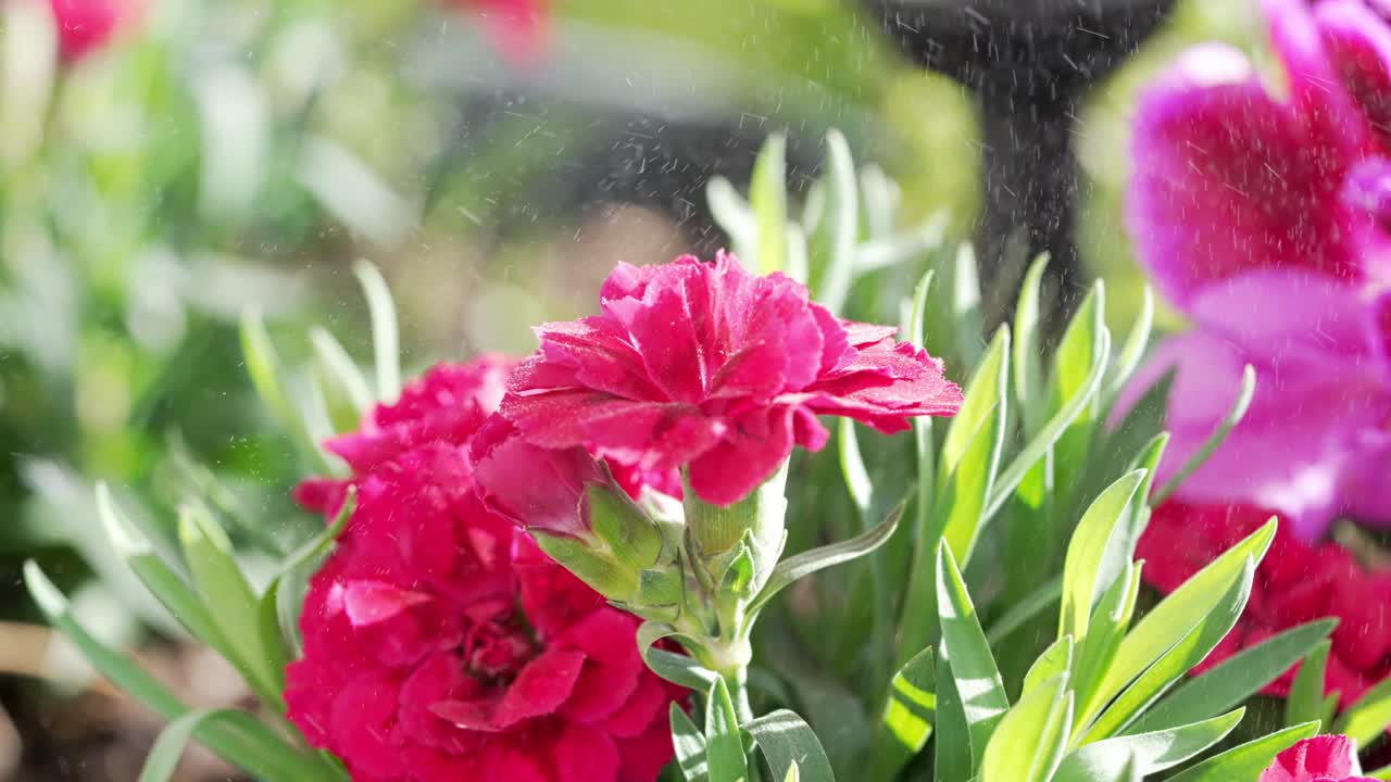 这是一朵充满活力的品红花，有着精致的花瓣和绿色的叶子，坐落在郁郁葱葱的花园中，周围是各种各样的陆生植物视频下载