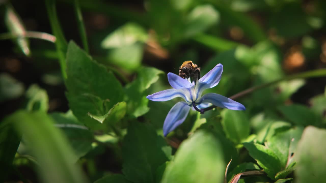 蜜蜂在蓝色的花上采蜜。春天的传粉者。视频素材