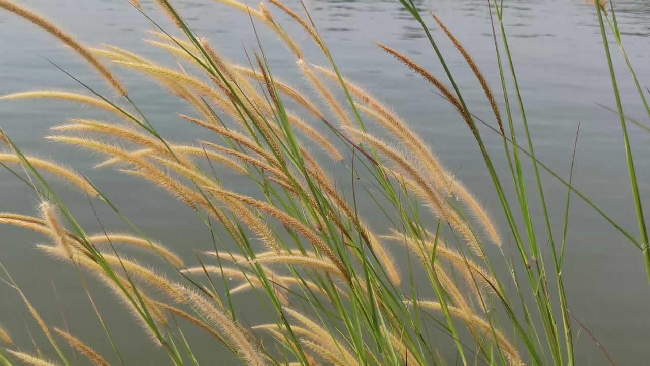 摇曳的花草视频素材