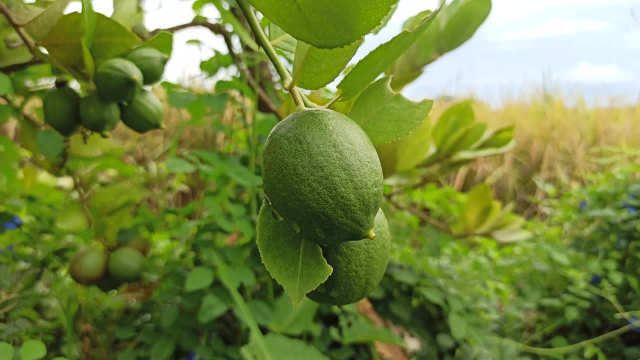 未熟的橙子视频素材