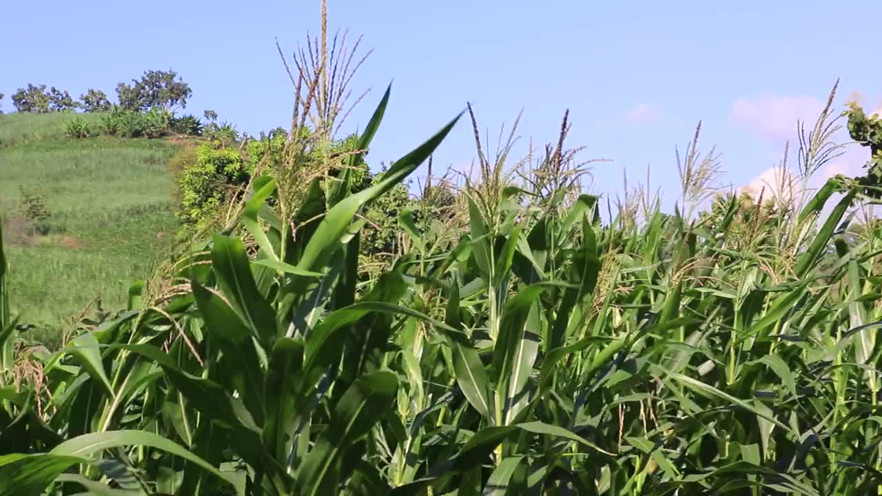 在午后的微风吹拂下，田野里年轻的玉米的美丽。视频下载