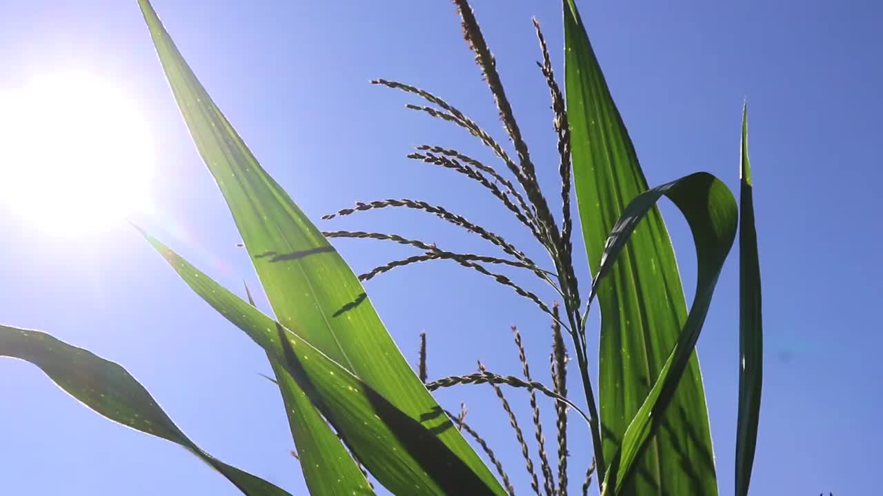 在午后的微风吹拂下，田野里年轻的玉米的美丽。视频下载