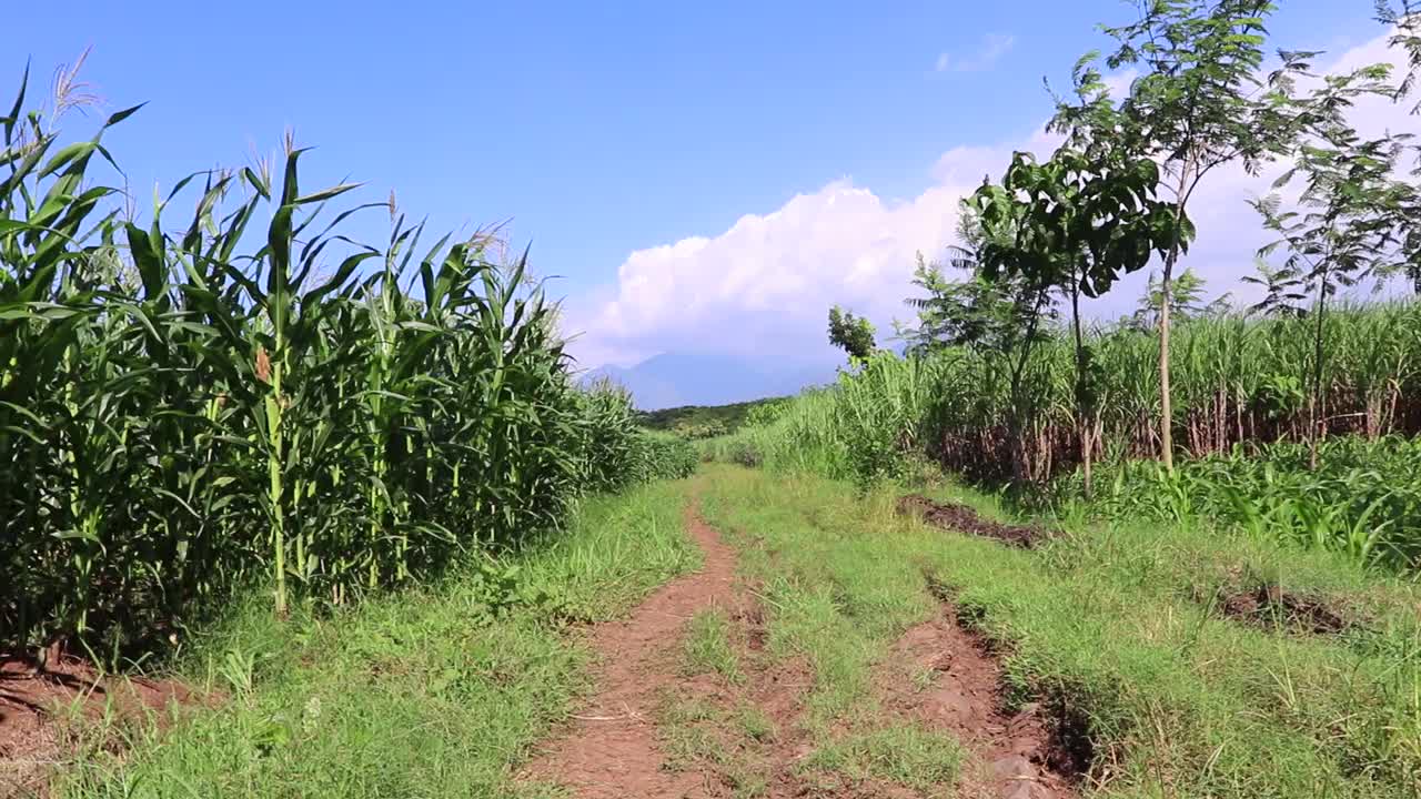 在午后的微风吹拂下，田野里年轻的玉米的美丽。视频下载