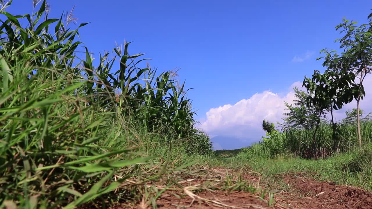 在午后的微风吹拂下，田野里年轻的玉米的美丽。视频下载