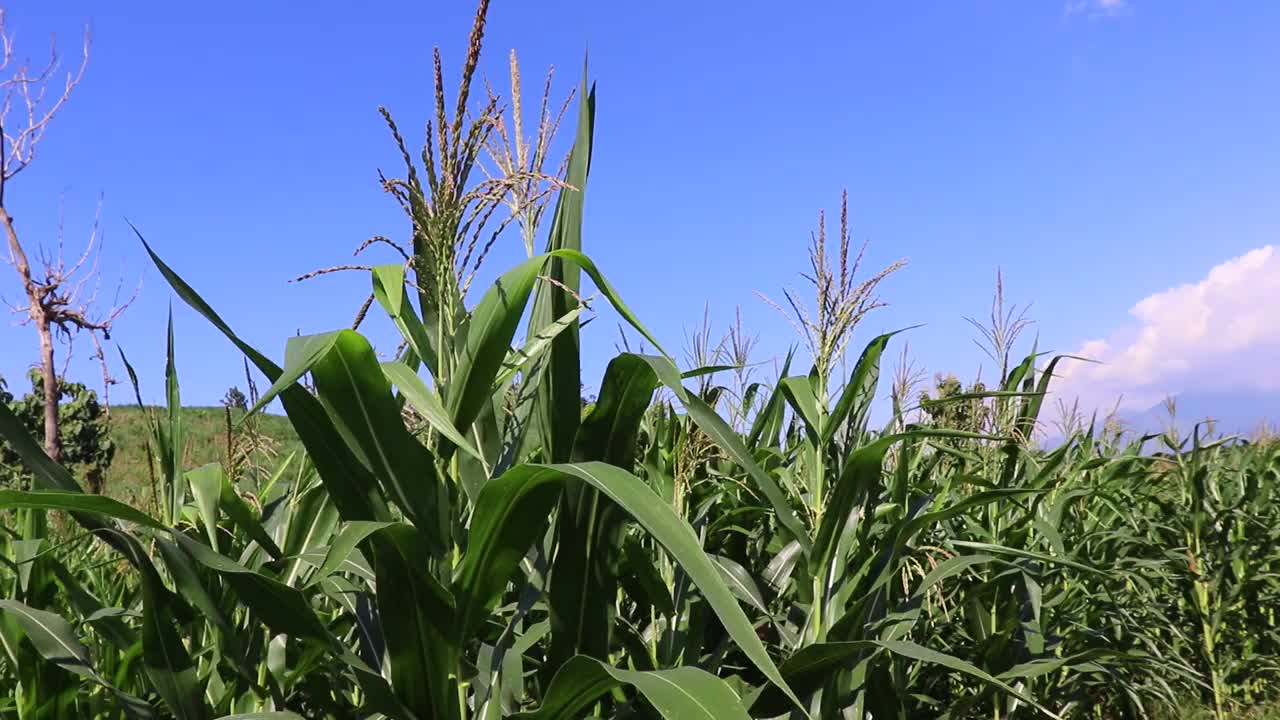 在午后的微风吹拂下，田野里年轻的玉米的美丽。视频下载