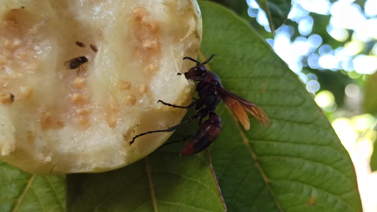 胡蜂属竹视频素材